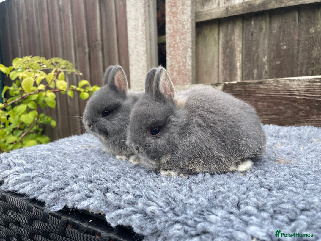 Netherland Dwarf rabbits for sale: Netherland Dwarf Babies & Adults available in Stoke-on-Trent - Image 4