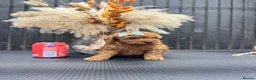 Cavapoo dogs for sale: RARE  **  CAVAPOOS dna tested parents  in Nottingham - Advert 15