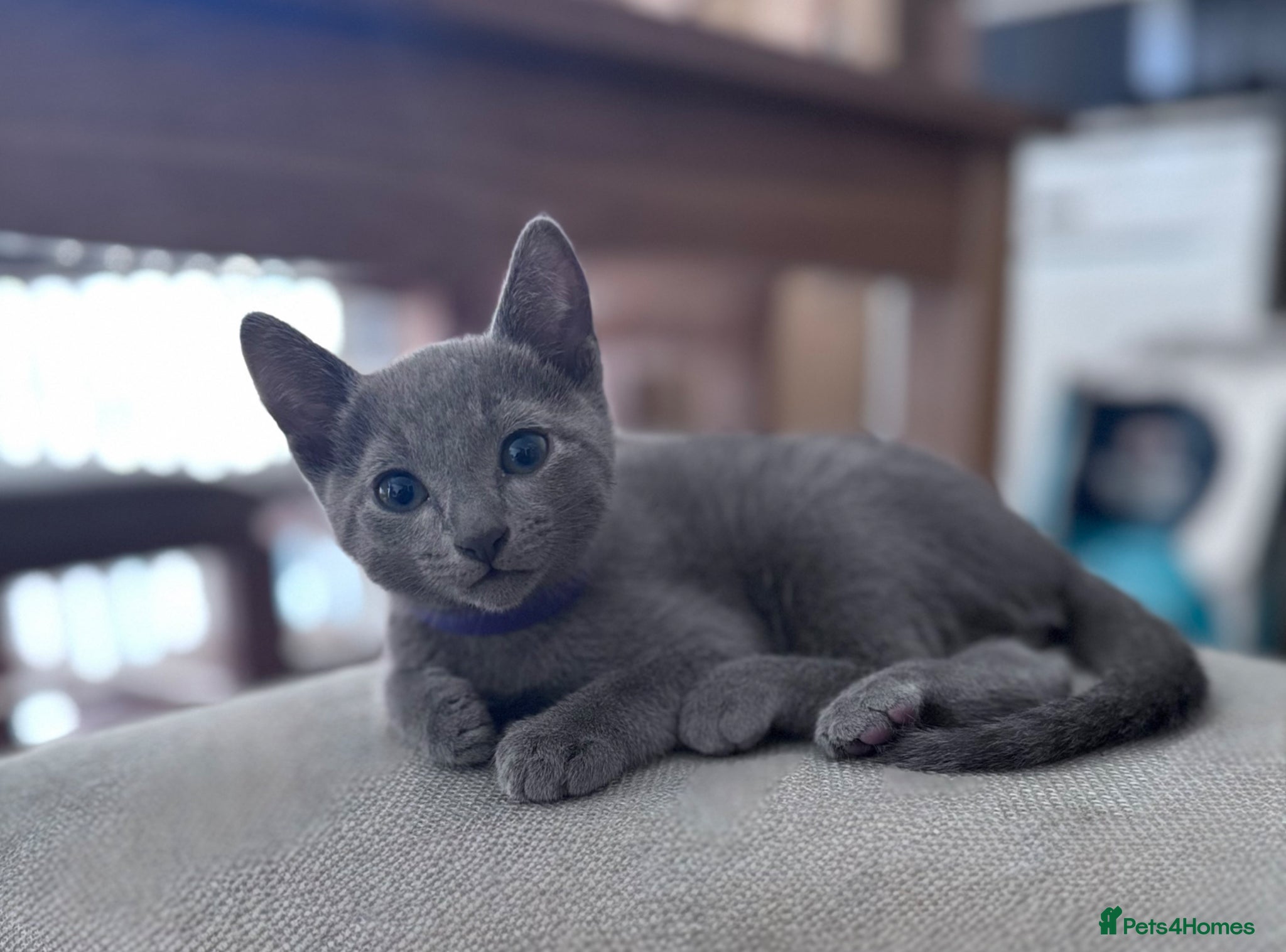 Russian Blue cats 🩵GCCF Registered Russian Blue kittens 🩵 - Advert 1
