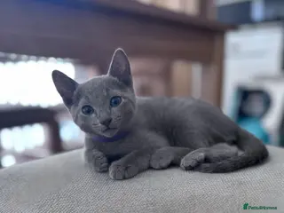 Russian Blue cats 🩵GCCF Registered Russian Blue kittens 🩵 - Advert 1