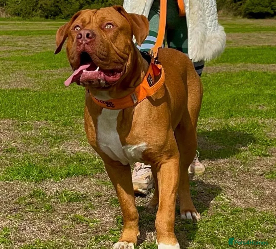 Gallery Image {{count}}