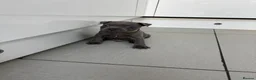 Staffordshire Bull Terrier dogs for sale: 3 Left *Avail 15th July* - Blue Staff Puppies  - Advert 8