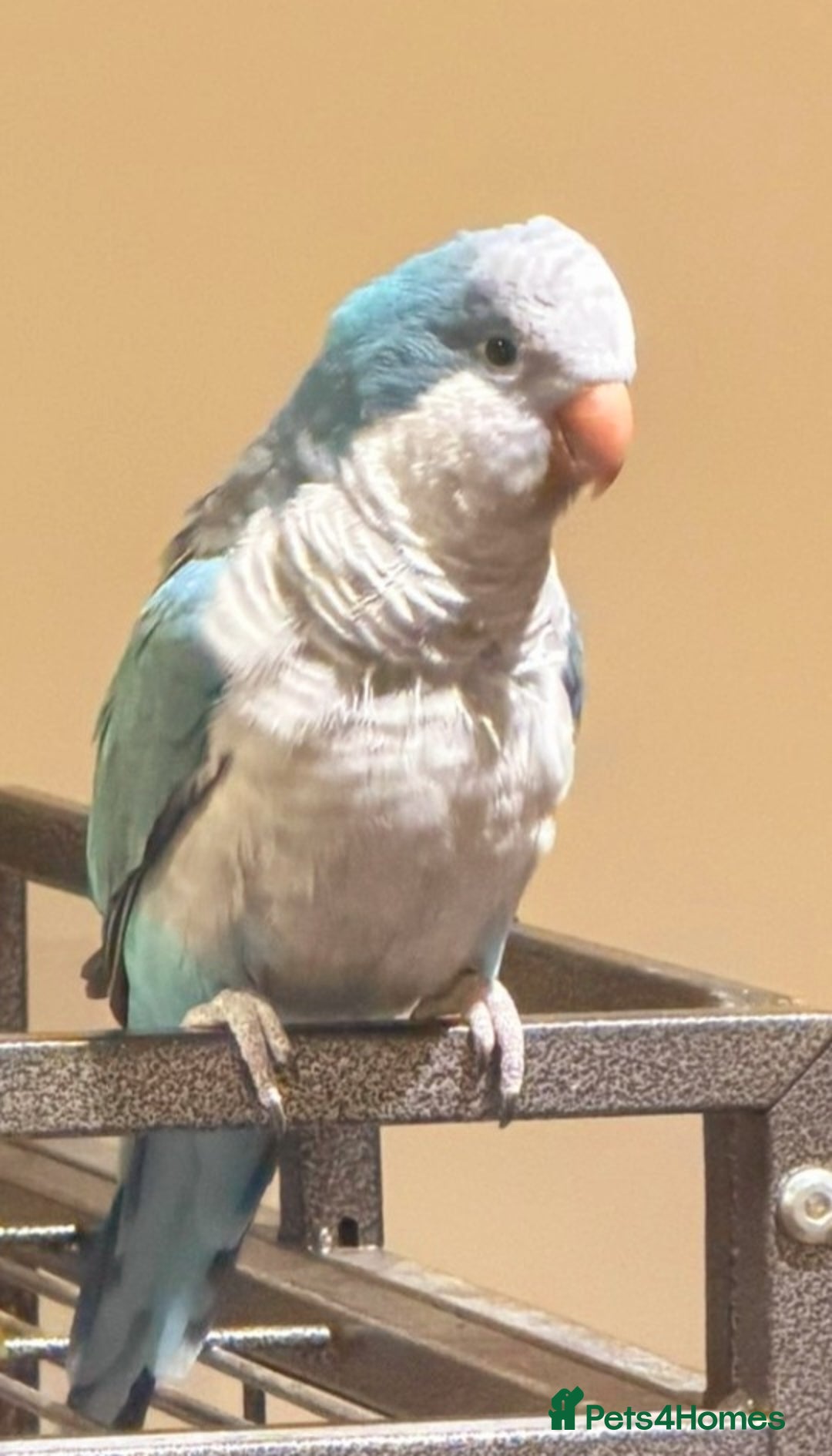 Ringnecks birds for sale: Quakers lime- blu love bird PRICE in add not free - Advert 3