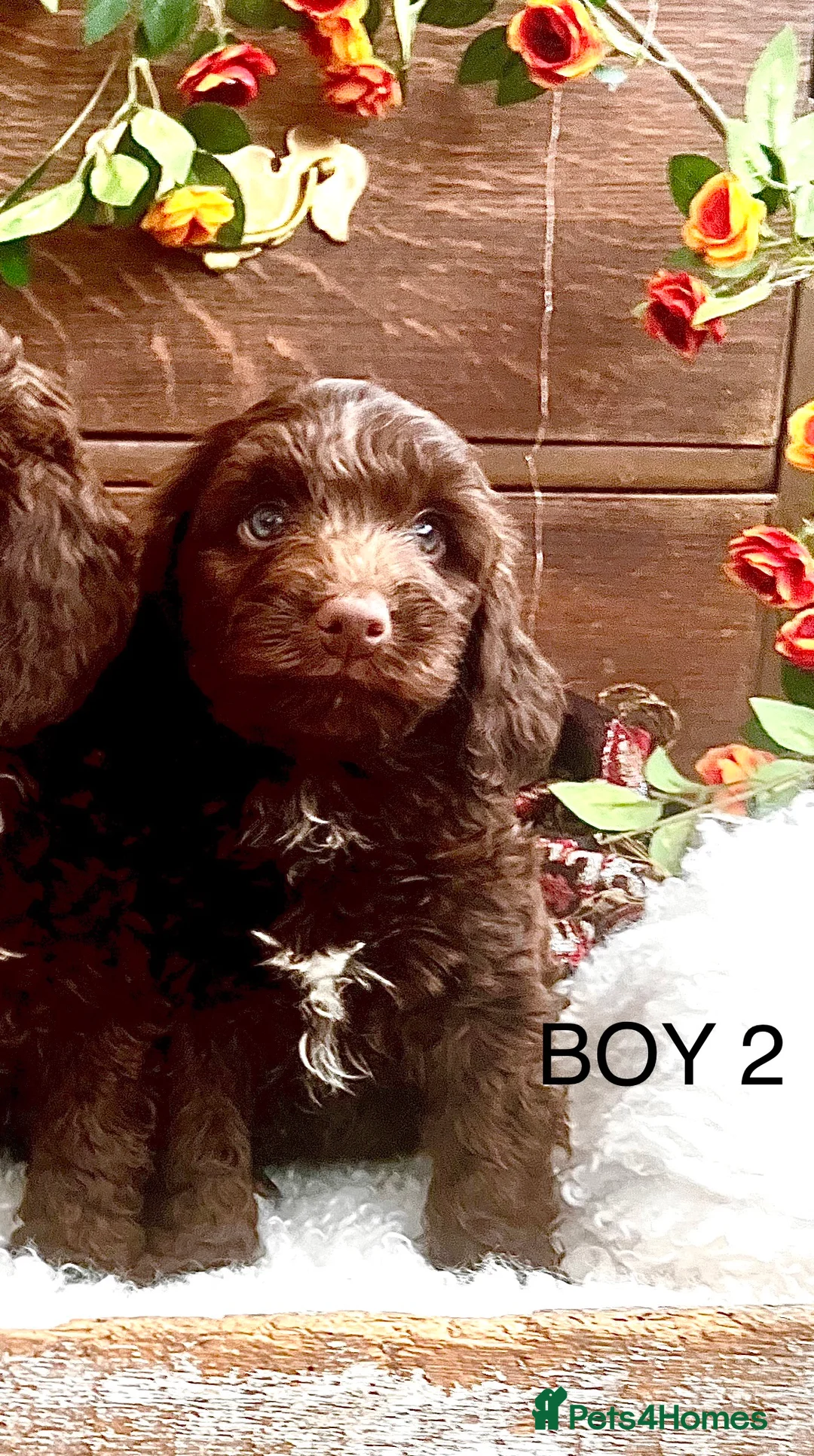 Sproodle dogs for sale: Chocolate Sproodle Puppies rare Merle  - Advert 27