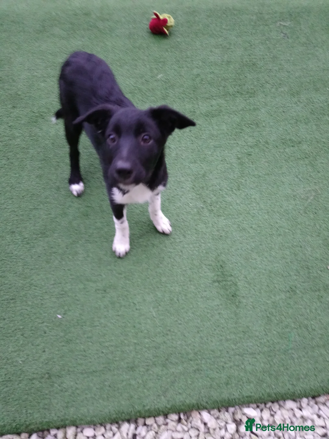 Border Collie dogs for sale: Three Border Collie puppies - Advert 4