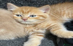 Scottish Fold cats for sale: Gorgeous ginger and creamy Scottish folds/straight - Image 5