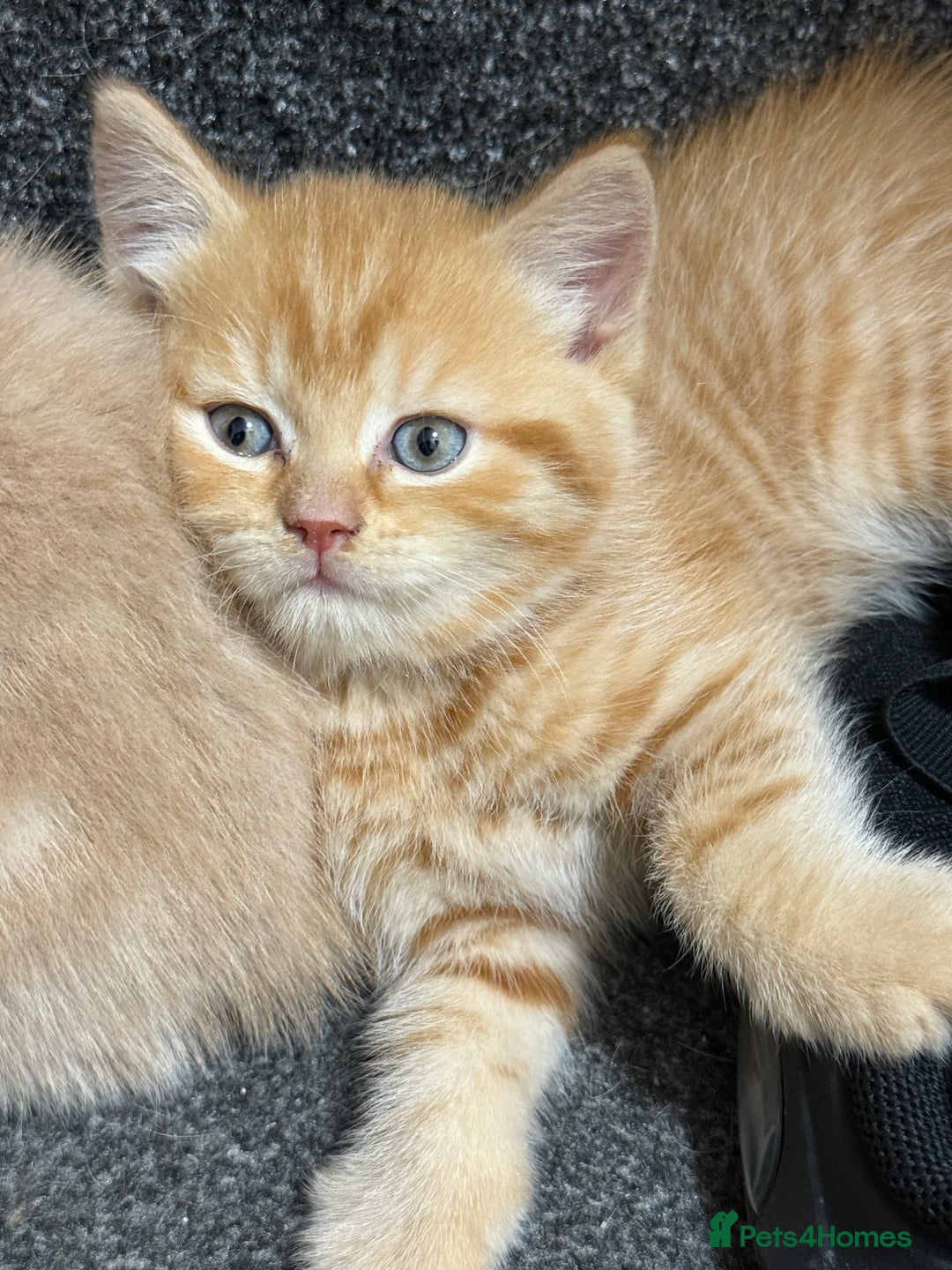 Scottish Fold cats for sale: Gorgeous ginger and creamy Scottish folds/straight - Image 5