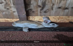 Rex rabbits for sale: Baby Rex rabbits 8 weeks old  - Image 4
