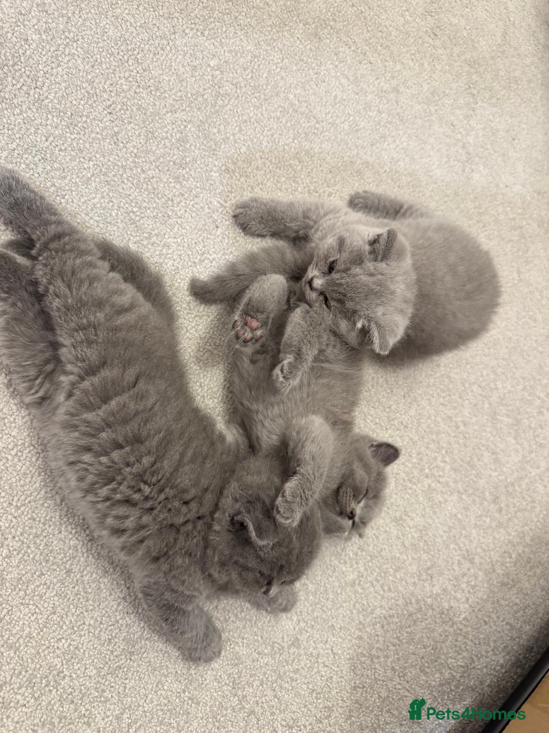 British Shorthair cats for sale: British Short Hair Kittens - Advert 19
