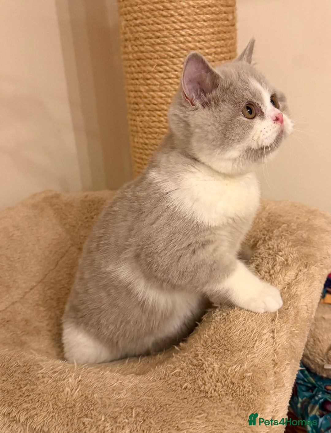 British Shorthair cats for sale: British Shorthair kittens  - Advert 15