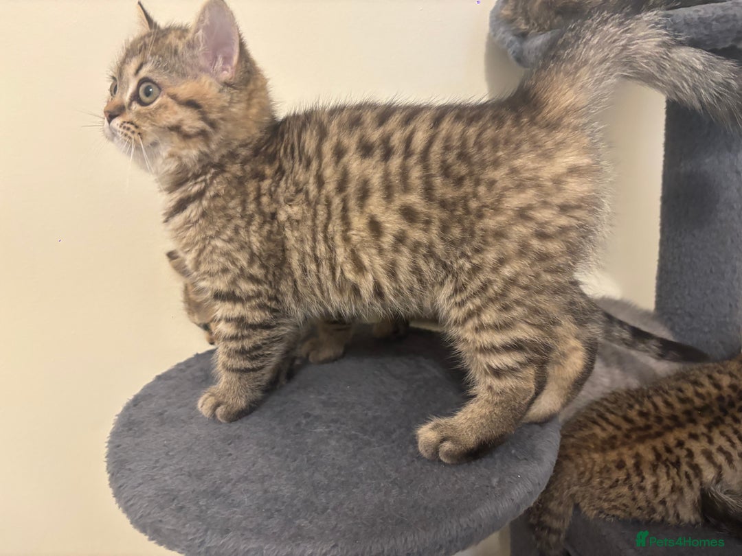 British Shorthair cats for sale: Ready to go BS kittens  - Image 18