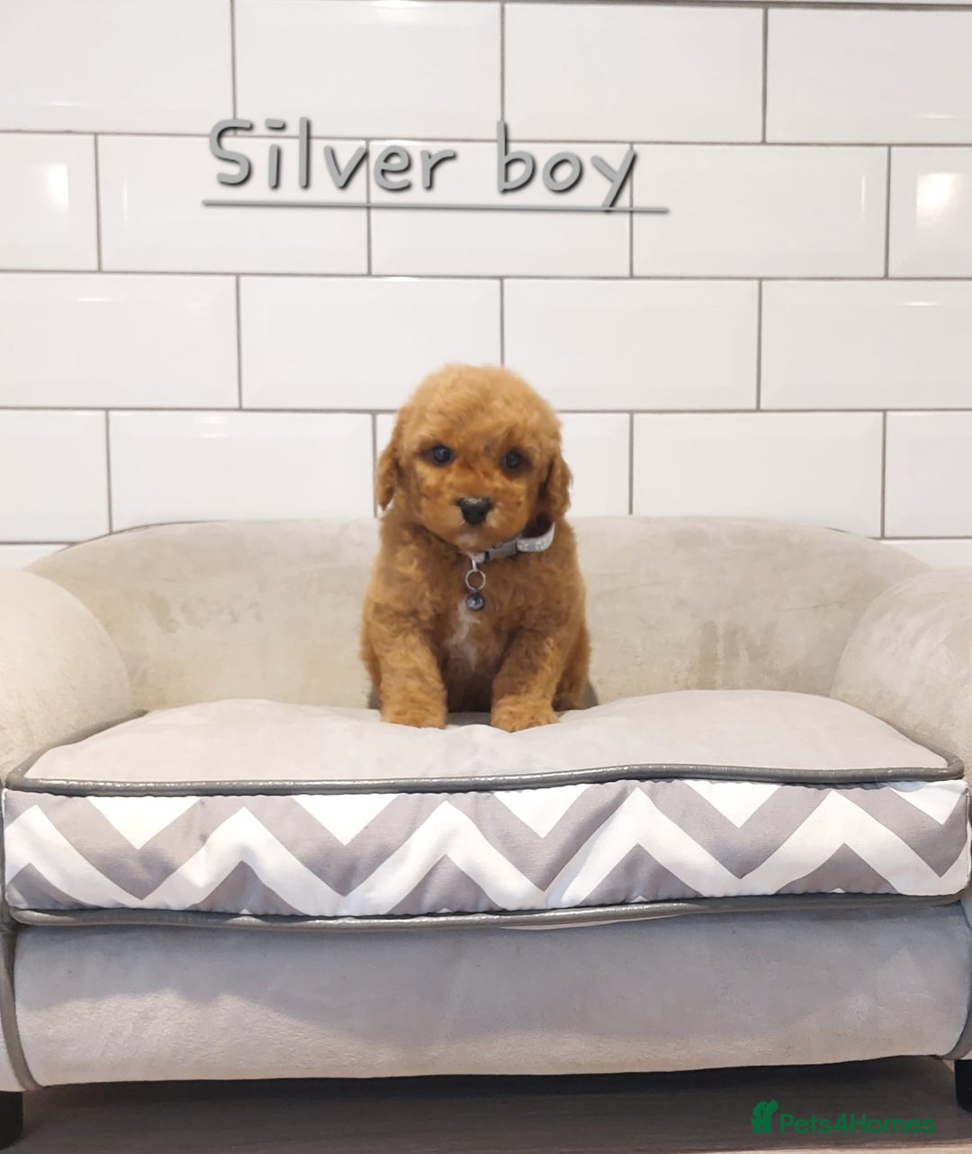 Cavachon dogs for sale: Cavapoochon puppies 💕 - Advert 12