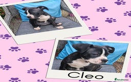 Mixed Breed dogs for sale: Staffy X Cane Corso Puppies - Image 5