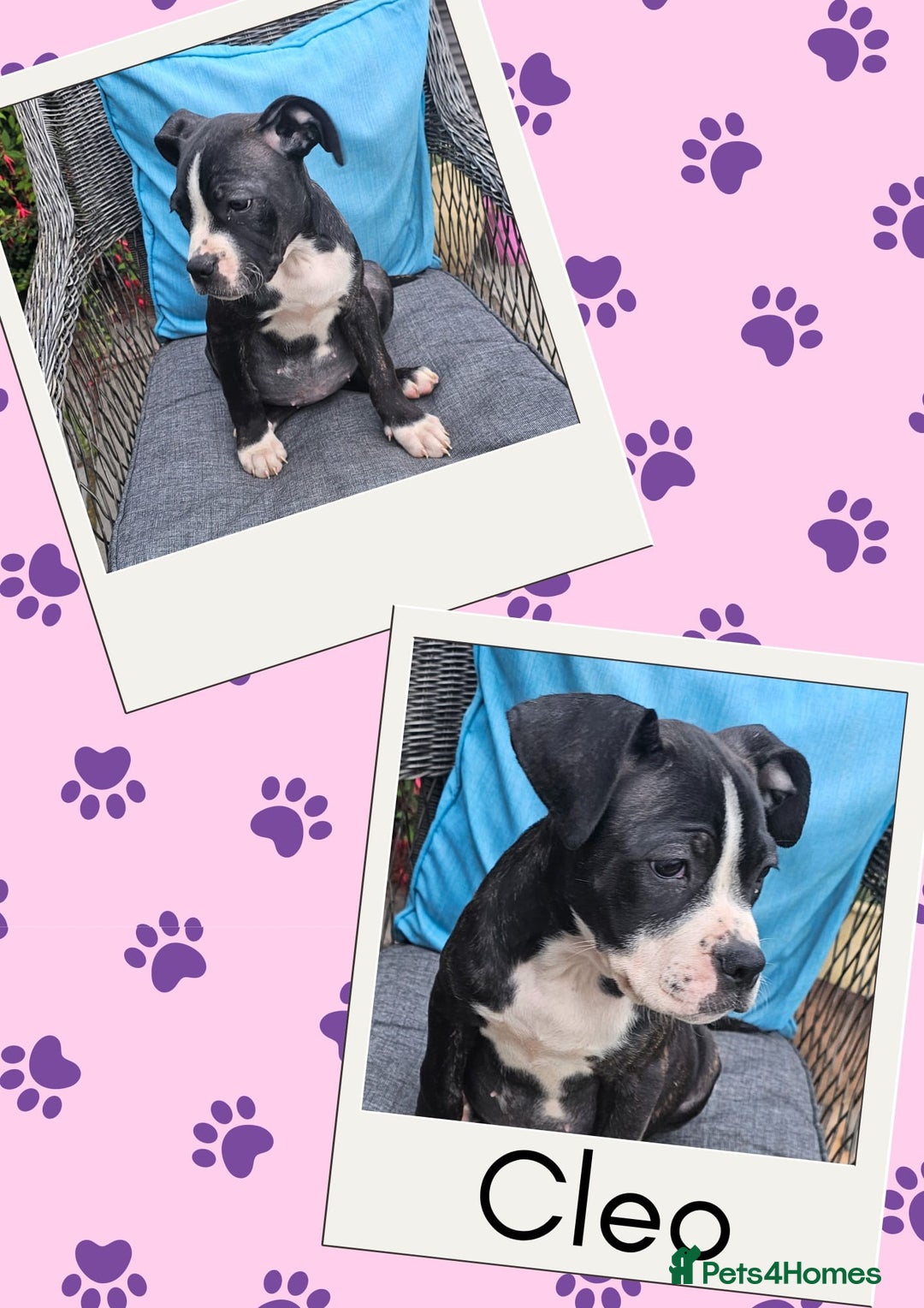Mixed Breed dogs for sale: Staffy X Cane Corso Puppies - Image 5
