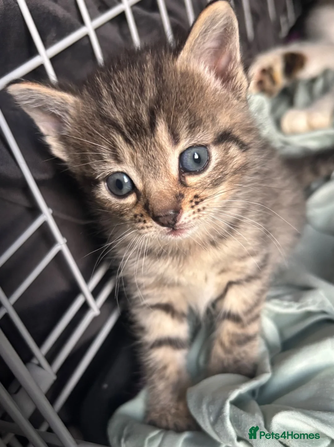Mixed Breed cats for sale: 7 x Gorgeous kittens  - Advert 2