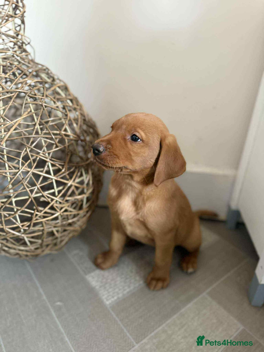 Labrador Retriever dogs for sale: Stunning Fox red labradors  - Image 19