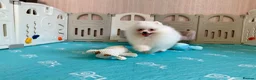 Pomeranian dogs for sale: Tiny White snow Pomeranian Puppies  - Advert 24