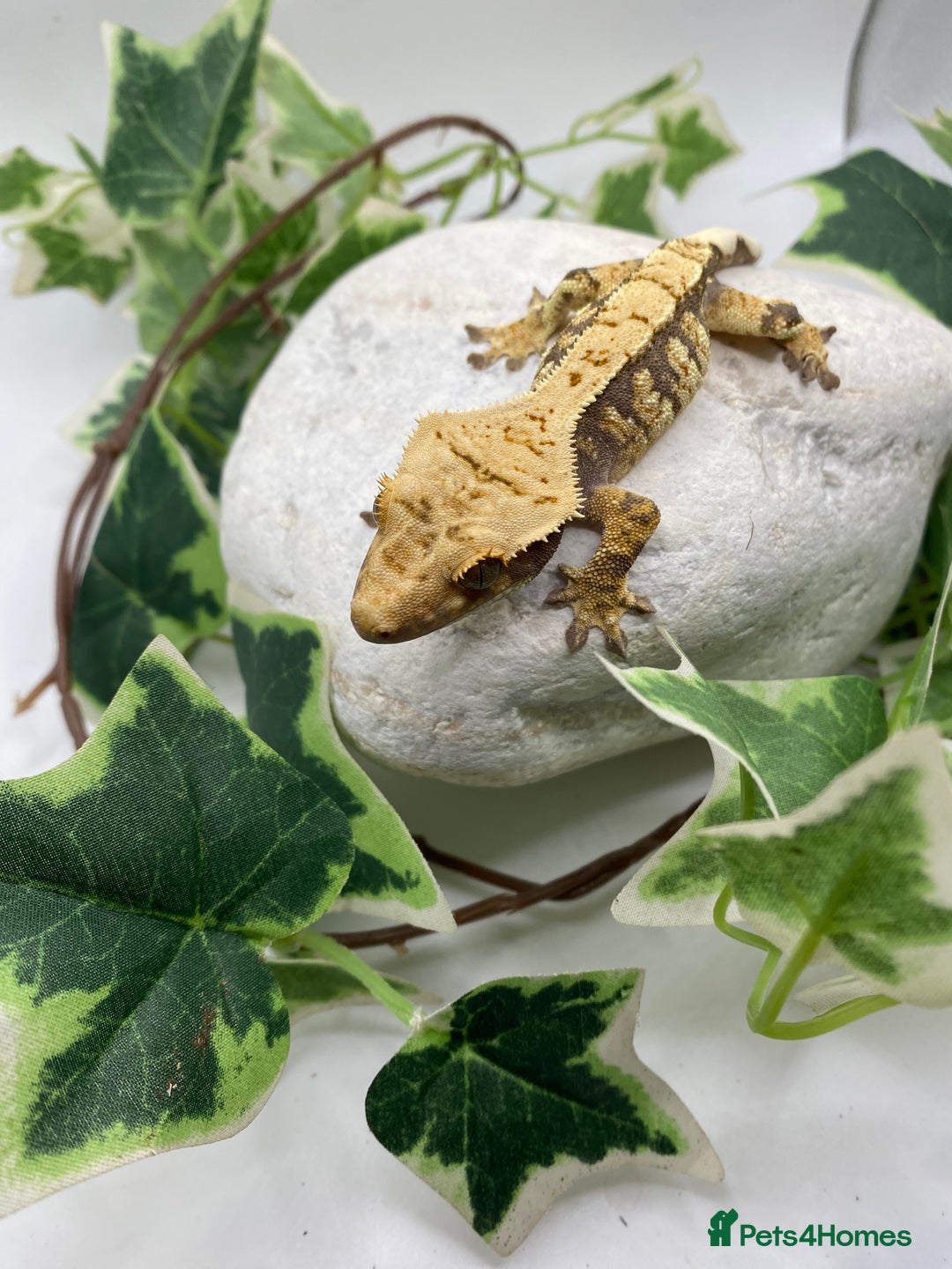 Gecko reptiles for sale: Lily whites and tri colour harliquin  £40/60 - Image 10
