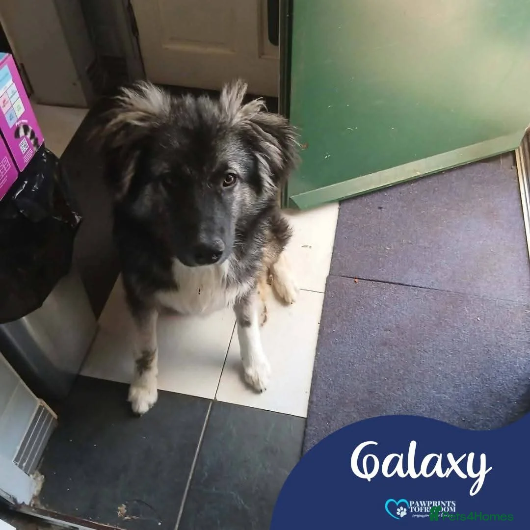 Mixed Breed dogs for adoption: Meet Galaxy, currently residing in Urquhart  in Elgin - Advert 1