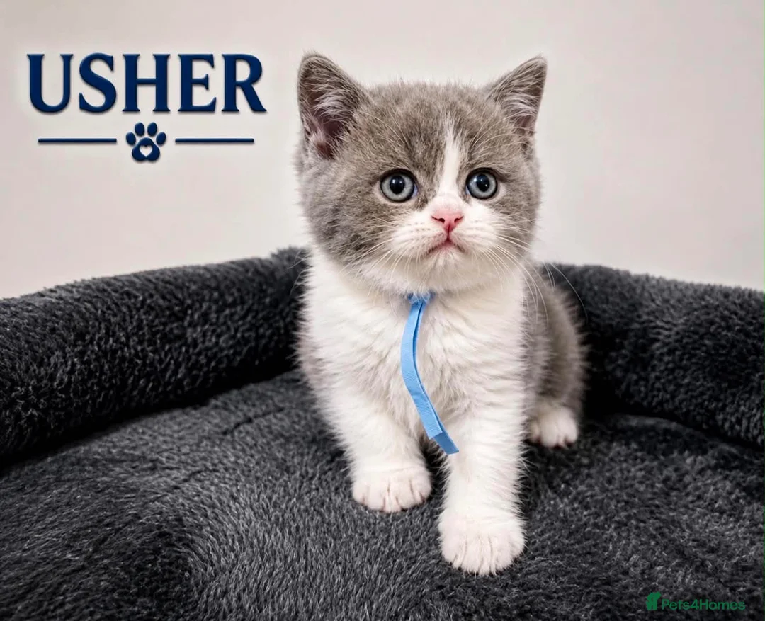 British Shorthair cats for sale: CHAMPION BLOODLINE BI-COLOURS - Advert 11