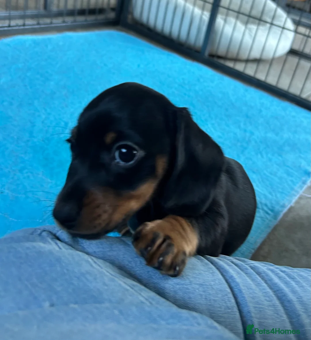 Miniature Dachshund dogs for sale: Miniature Smooth Haired Dachshunds  - Advert 9
