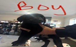 Labrador Retriever dogs for sale: Labrador  - Image 2