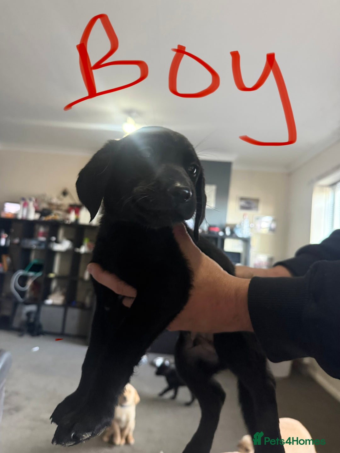 Labrador Retriever dogs for sale: Labrador  - Image 2