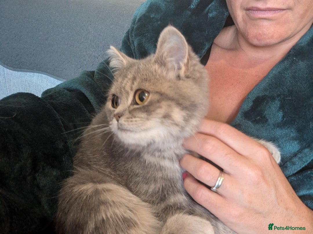 British Shorthair cats for sale: 🐾 charming pure British shorthair kittens 🐾 - Image 2
