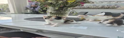 Mixed Breed cats for sale: 1 female 3 male cute kittens for sale - Advert 6