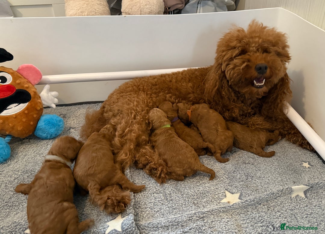 Toy Poodle dogs for sale: 6 Exquisite Red Toy Poodles. Parents DNA Clear - Image 11