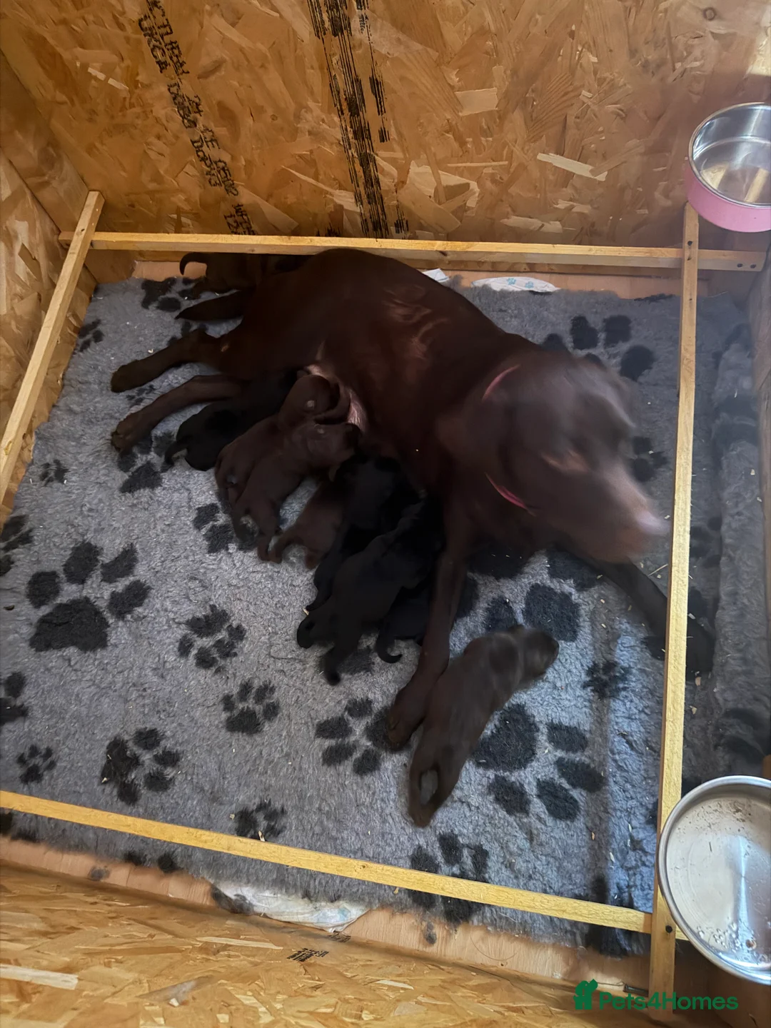 Labrador Retriever dogs for sale: Beautiful litter in Innerleithen - Advert 7