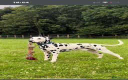 Mixed Breed dogs for sale: Up and coming  - Image 4