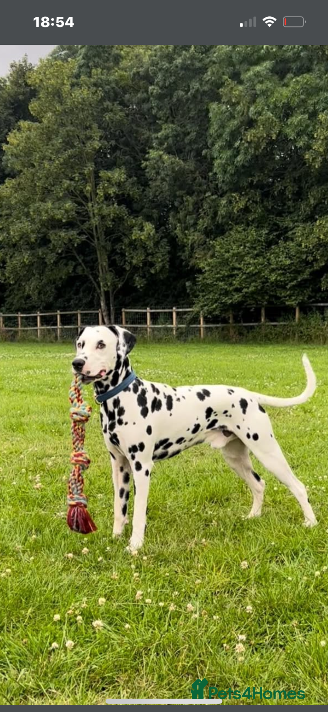 Mixed Breed dogs for sale: Up and coming  - Image 4
