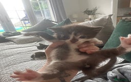 Sphynx cats for sale: Sphynx cross kittens  - Image 3