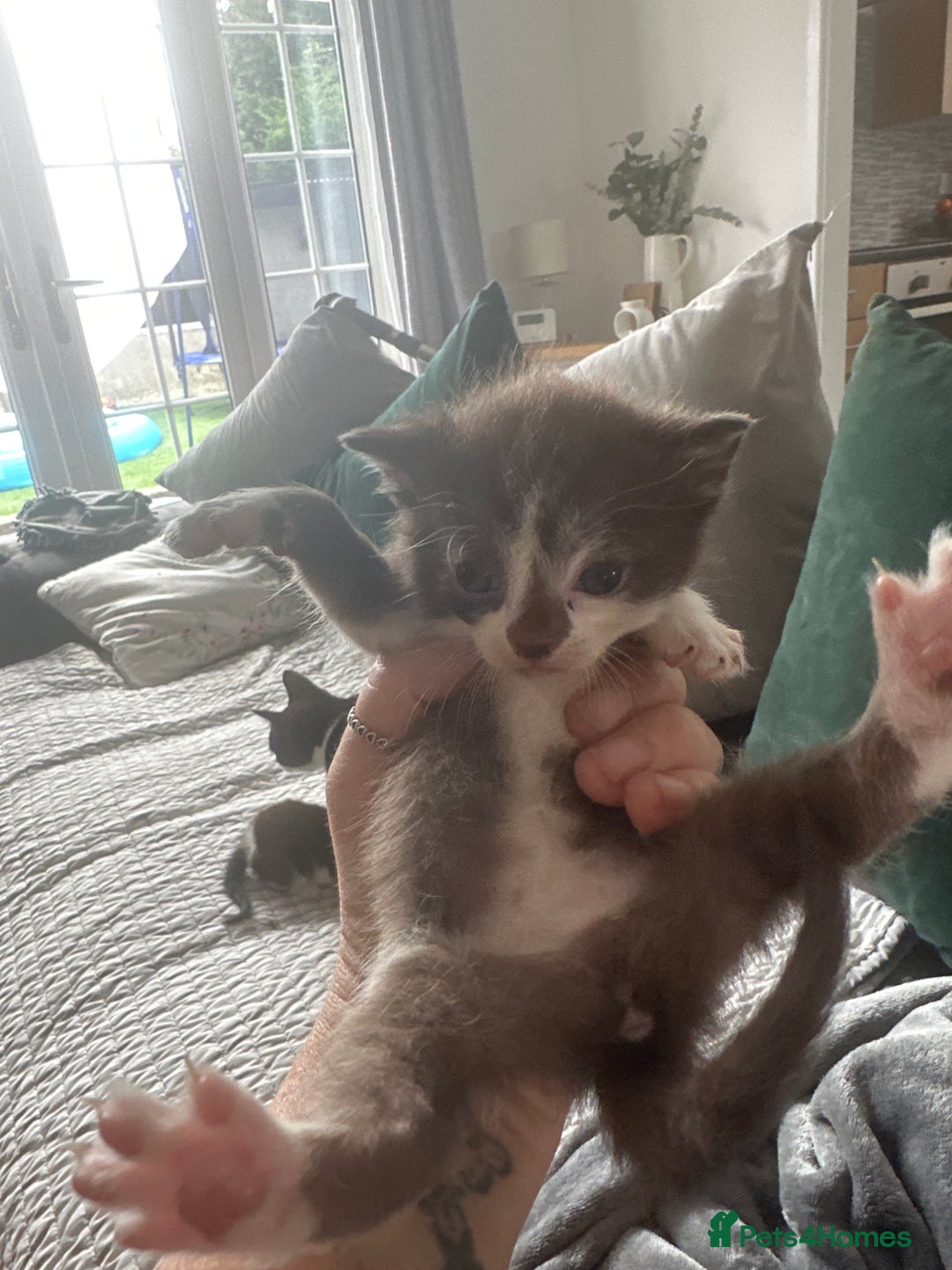 Sphynx cats for sale: Sphynx cross kittens  - Image 3