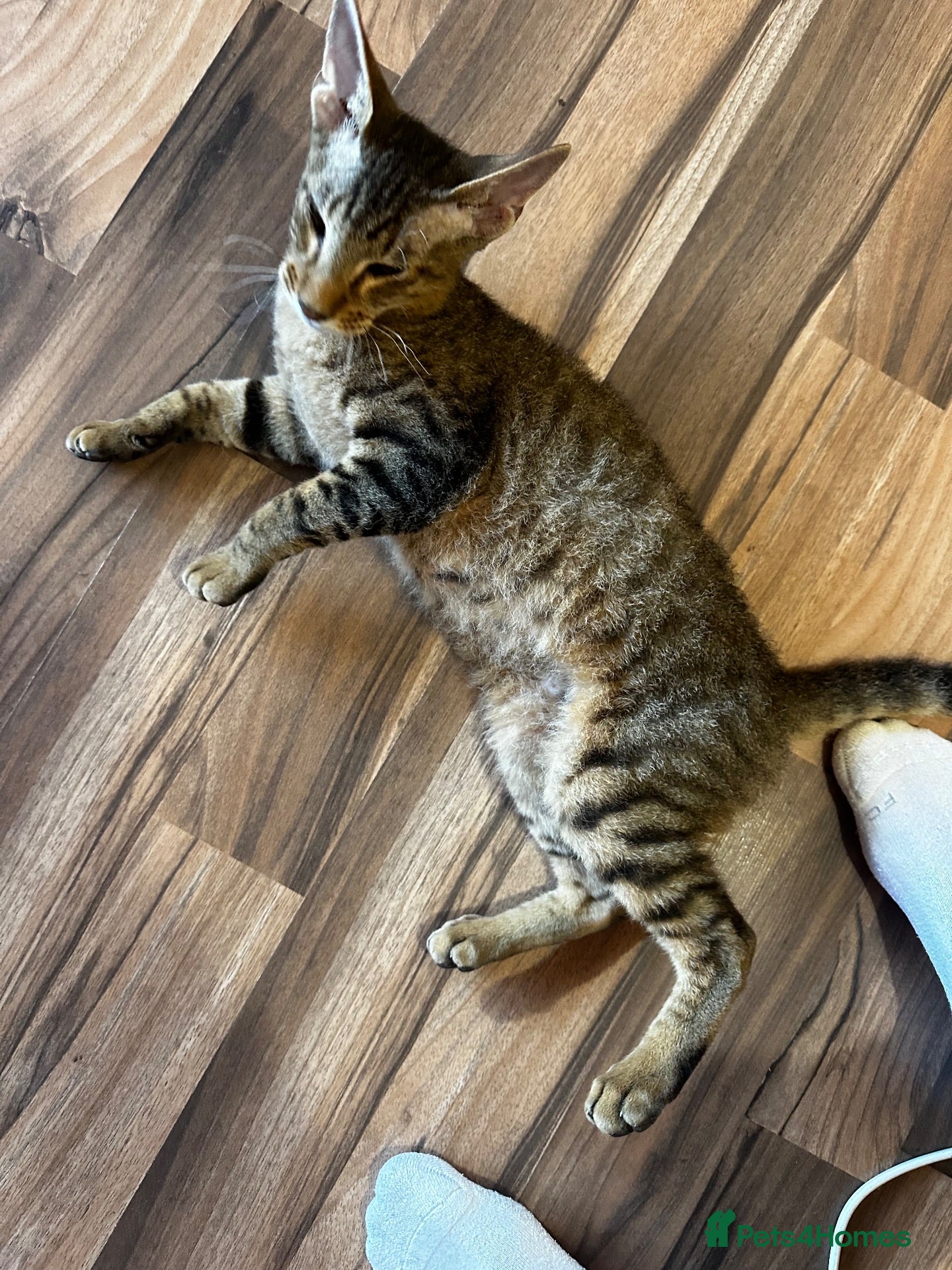 Mixed Breed cats CROSSED PETERBALD ✅✅✅ - Advert 2