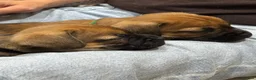 Mixed Breed dogs for sale: Beautiful puppies looking for forever homes  in Beccles - Advert 6
