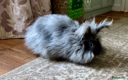 Angora rabbits for sale: 2 angora does for sale to loving home  - Image 8