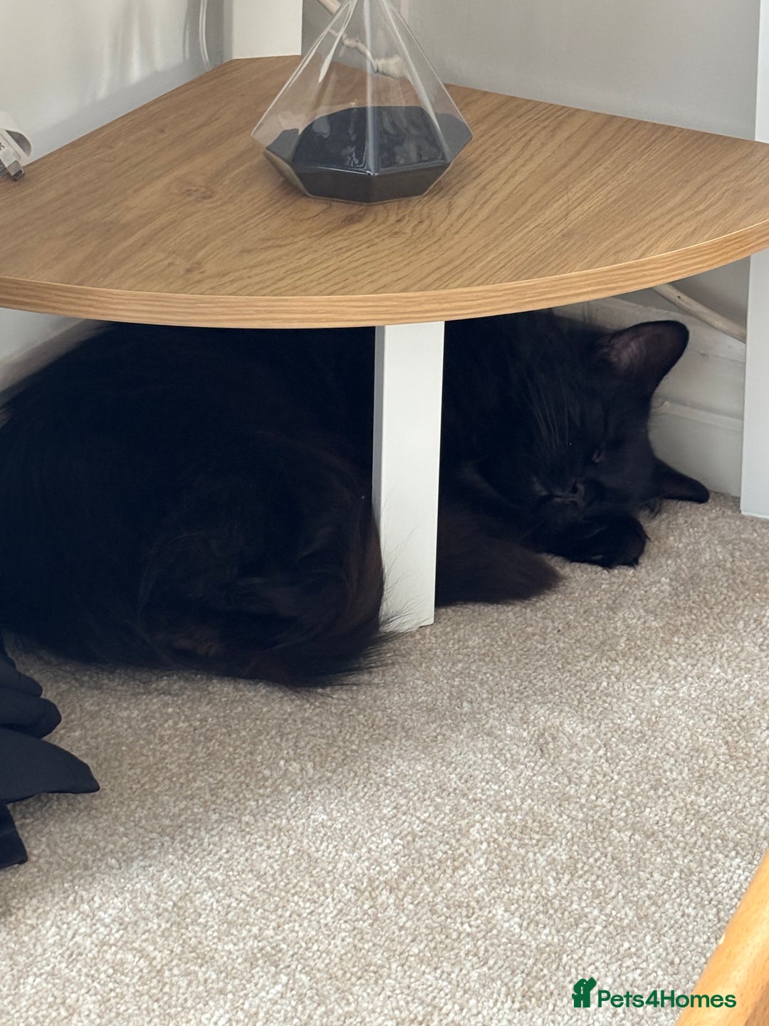 British Longhair cats for sale: Long hair black male cat - Advert 2