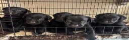 Labrador Retriever dogs for sale: KC Labrador - Traditional working  - Advert 8