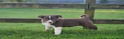 Border Collie dogs for sale: Stunning Border Collie Puppies - Advert 3