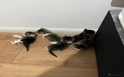 British Shorthair cats for sale: Kittens  - Image 3