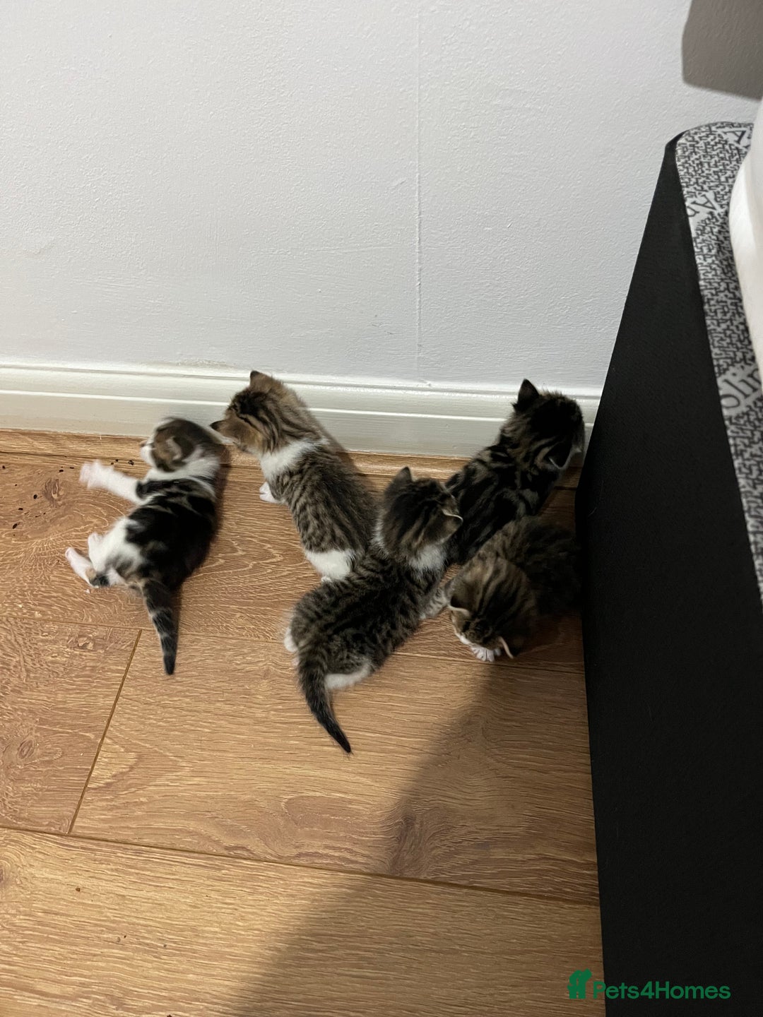 British Shorthair cats for sale: Kittens  - Image 3