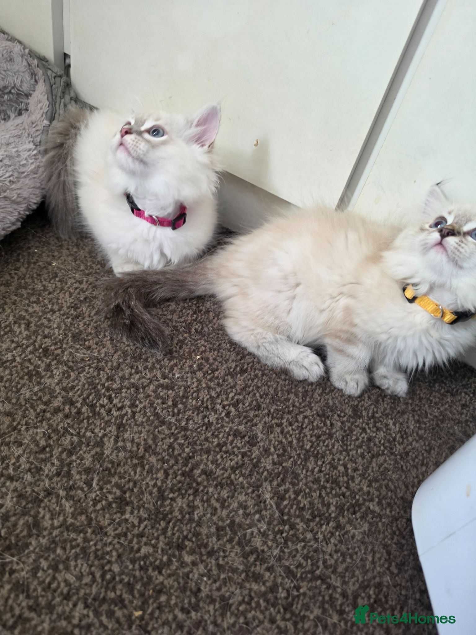 Persian cats Persain chinchilla blue eyes colourpoint kittens   - Advert 4