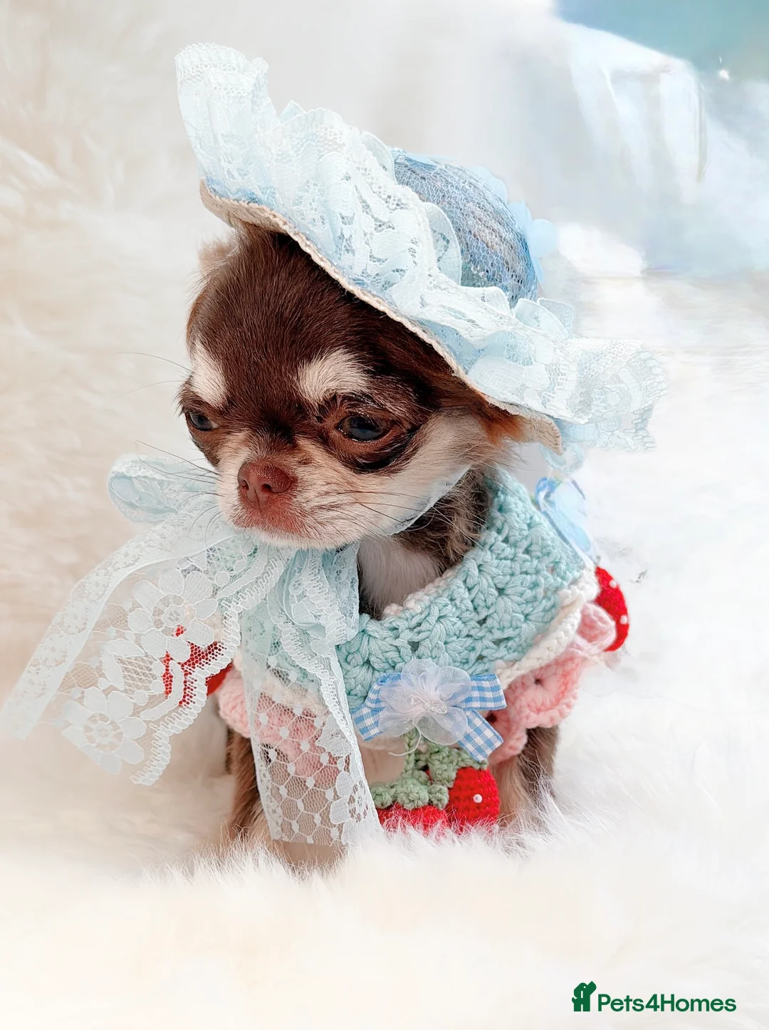 Chihuahua dogs for sale: Beautiful lilac girl - Advert 11