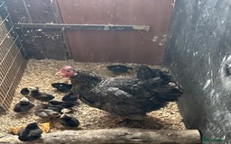 Chickens poultry for sale: Poultry for sale  - Image 1