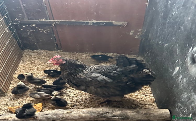 Chickens poultry - Advert 2