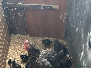 Chickens poultry - Advert 15