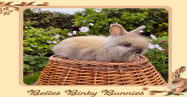 Angora rabbits - Advert 10