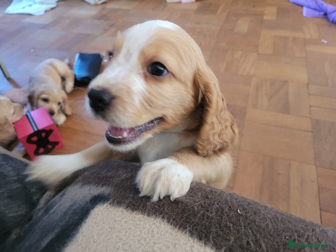 Cocker Spaniel dogs for sale: Cocker spaniels  - Image 6